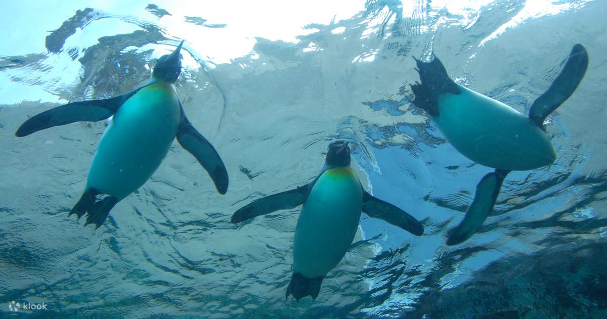北海道旭山動物園＆森林の妖精テラス日帰りツアー：ペンギンの